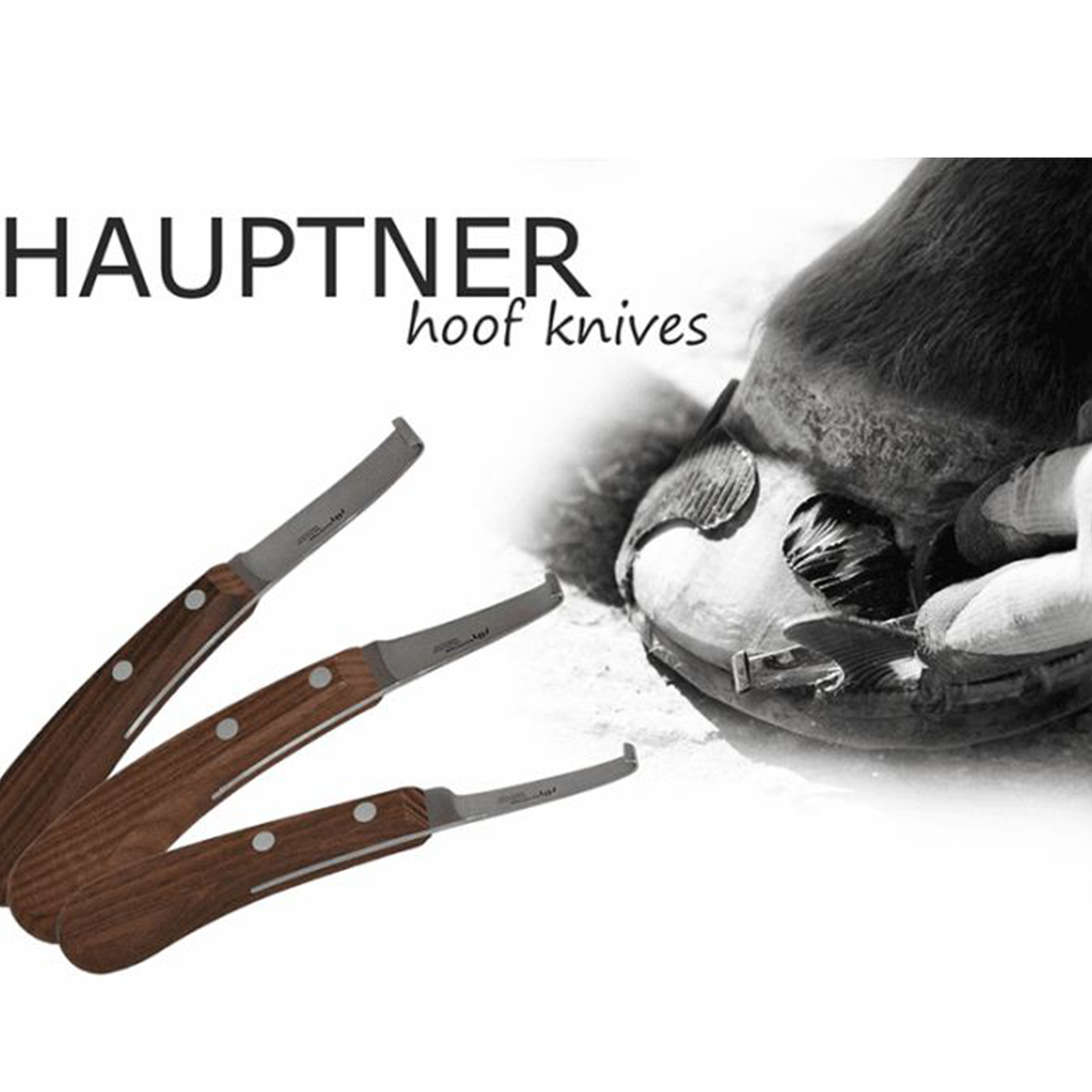 Hauptner