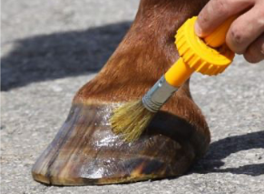 Hoof Care